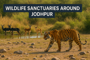Wildlife Sanctuaries around Jodhpur